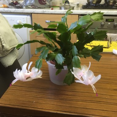 Schlumbergera truncata
