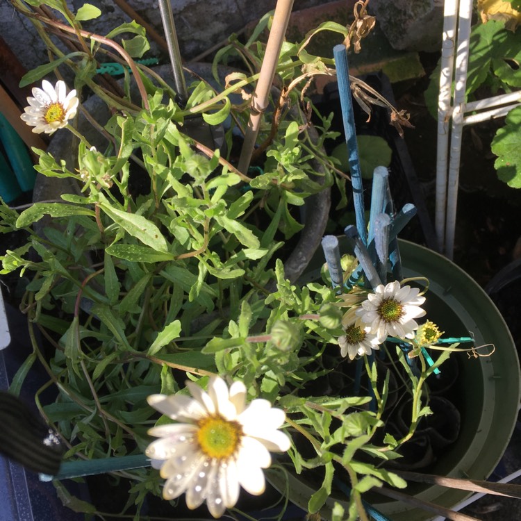 plant image 948880