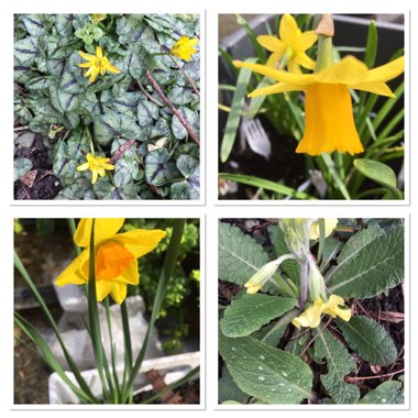 Narcissus 'Tête-à-Tête'
