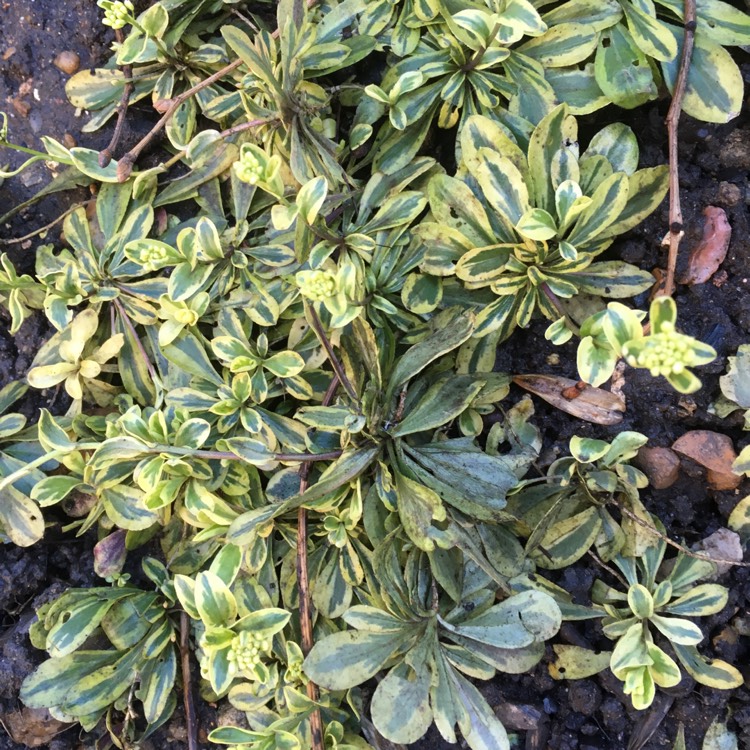 Plant image Arabis ferdinandi-coburgi 'Old Gold'