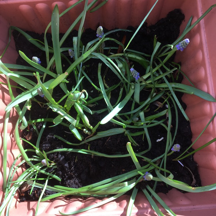plant image 961379