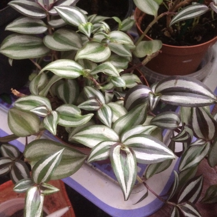 plant image 965596