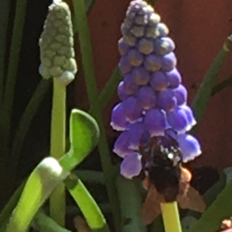 plant image 967817