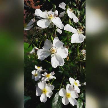 Rosa 'Flower Carpet White'