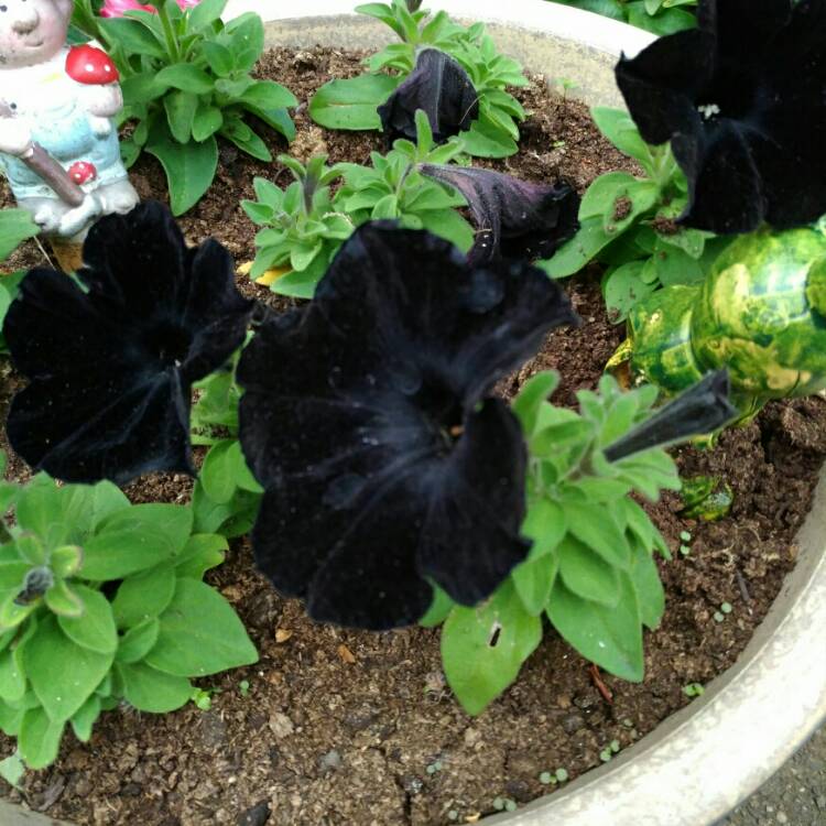 Plant image Petunia 'Black Velvet'
