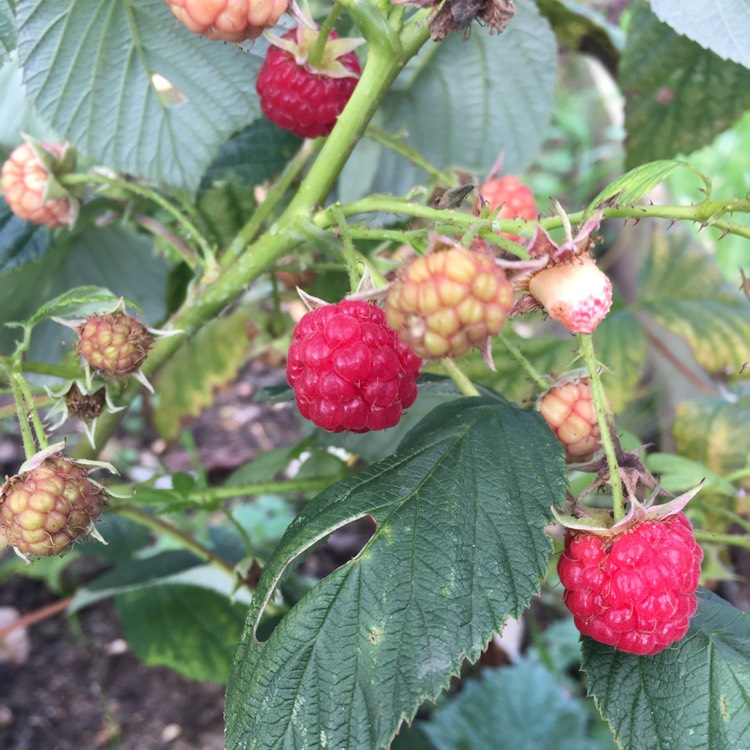 plant image 266819