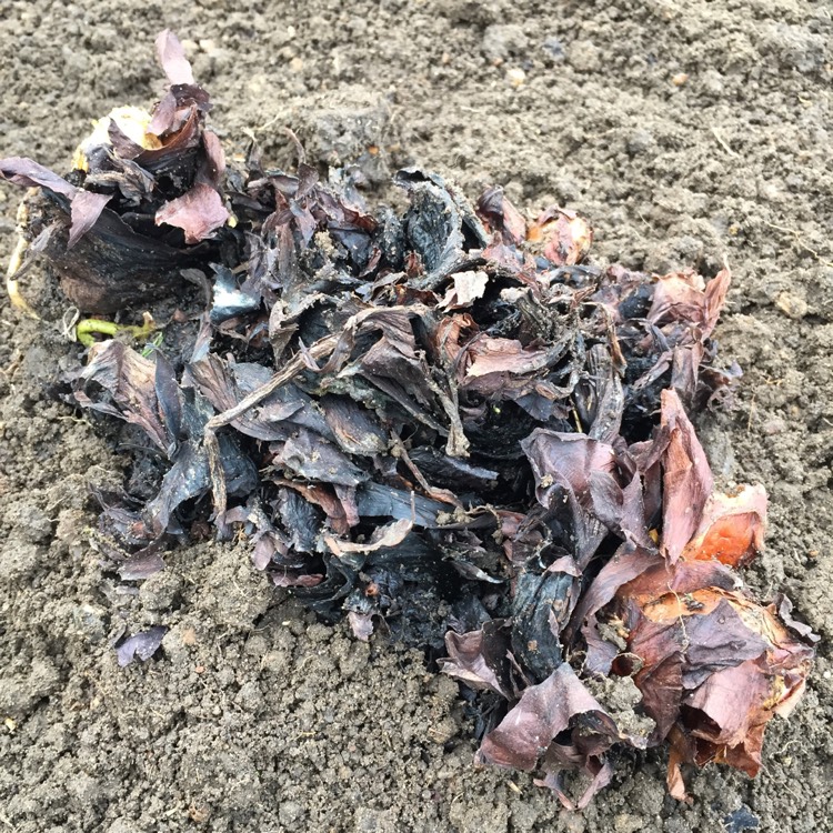plant image 276687