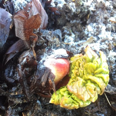 Rhubarb
