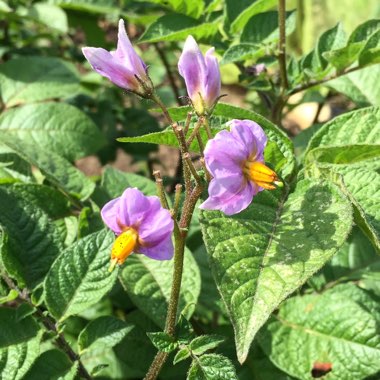 Potato 'Purple Majesty'