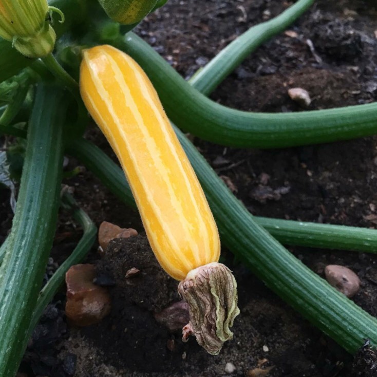 plant image 793551