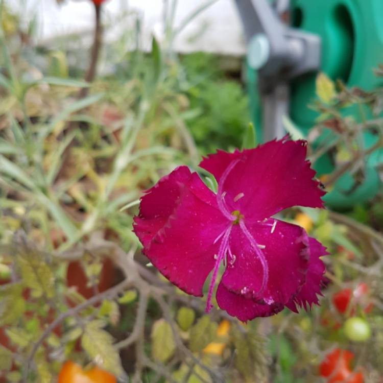 plant image 831598 plant image 831598