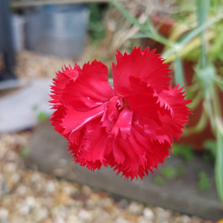 plant image 831600 plant image 831600