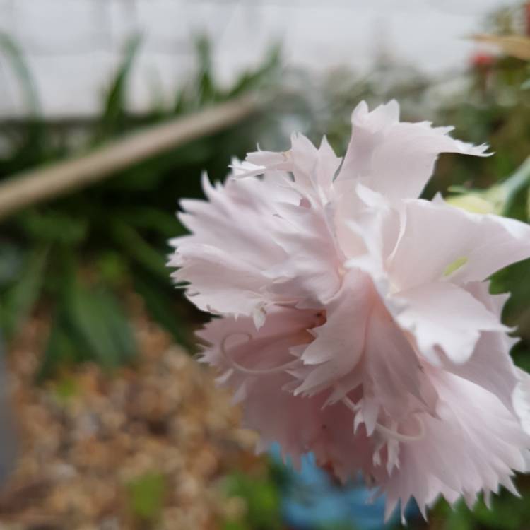 plant image 831602 plant image 831602