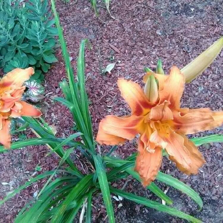 plant image 814443