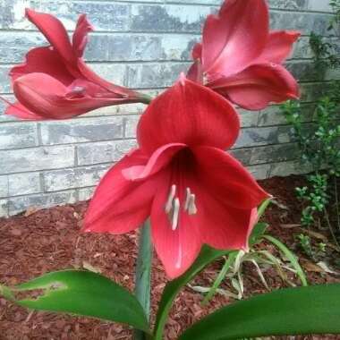 Hippeastrum 'Ferrari'
