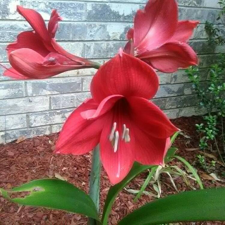 Plant image Hippeastrum 'Ferrari'