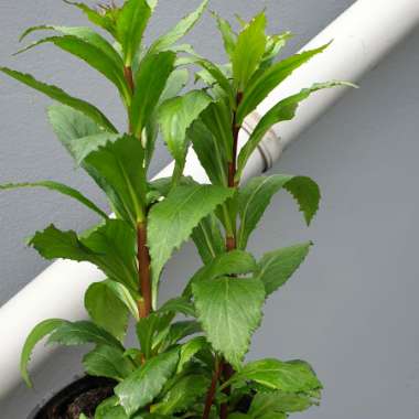 Lobelia