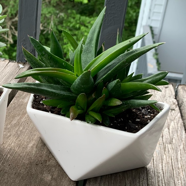 plant image 1300723