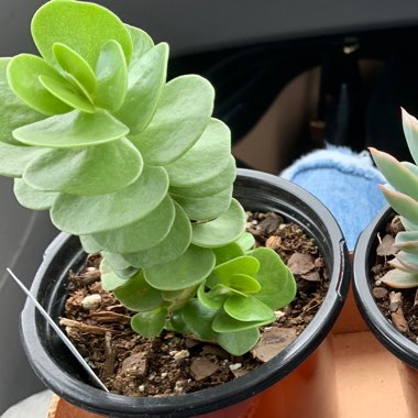 Portulaca Molokiniensis 