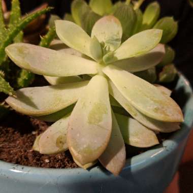 Sedeveria 'Lilac Mist'