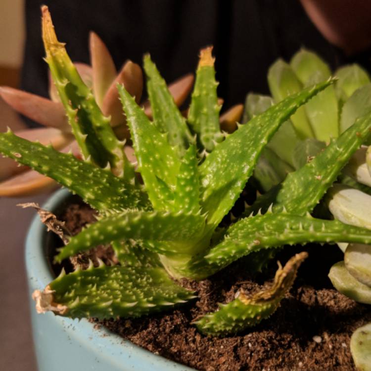 Plant image Aloe 'Park Avenue'