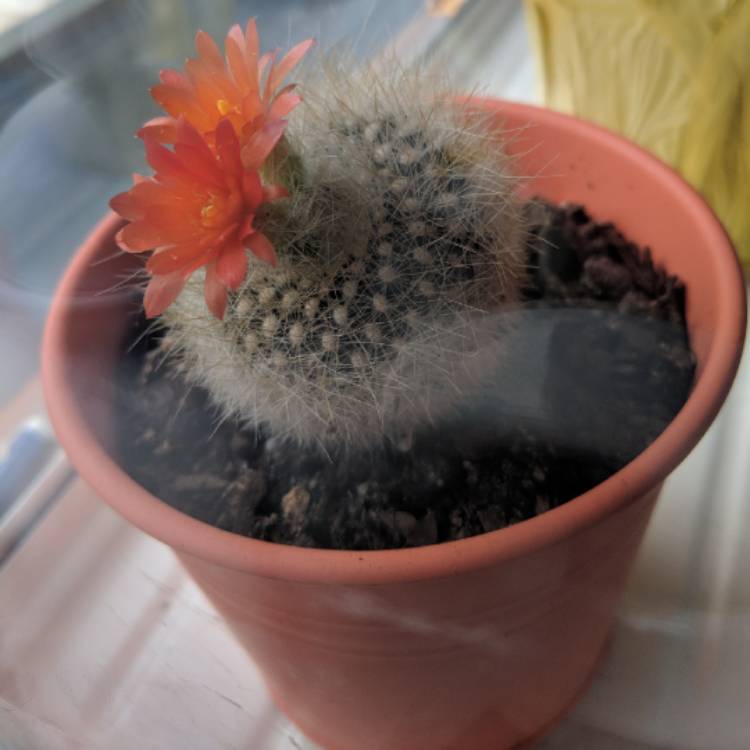 Plant image Mammillaria schwartzii