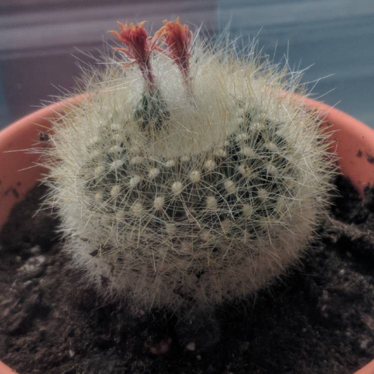 plant image 693127