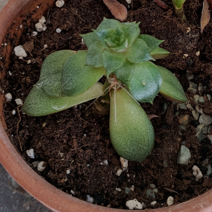 Plant image Echeveria Haageana