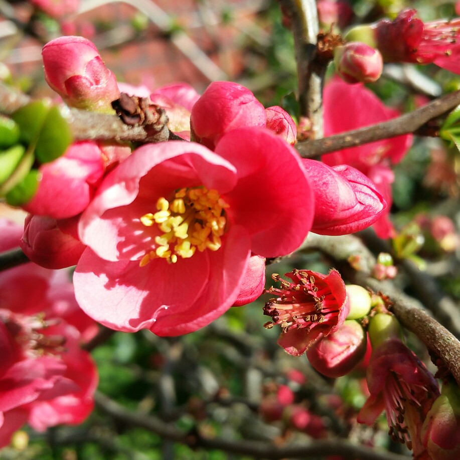 Plant image Chaenomeles x superba 'Pink Lady'