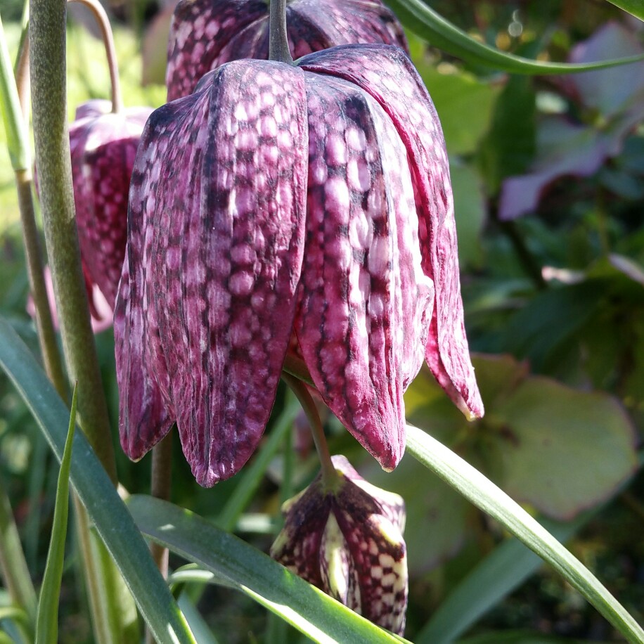 Snake's Head Fritillary