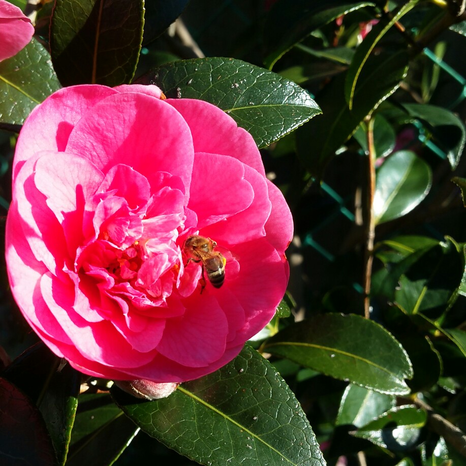 Liisa's garden