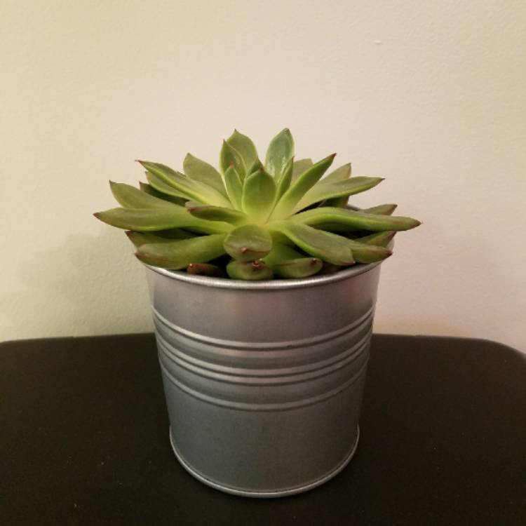 Plant image Echeveria Agavoides Jade Point