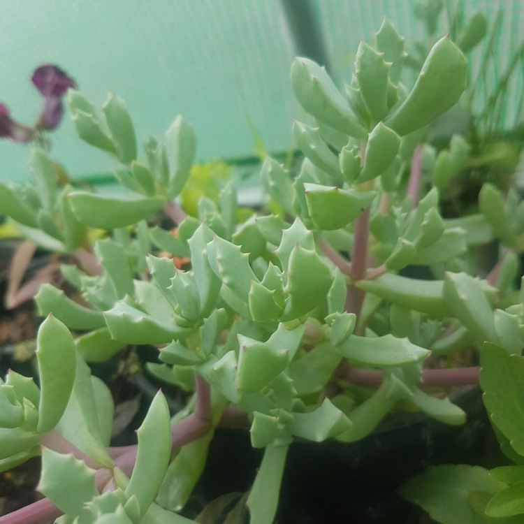 Plant image Oscularia deltoides 'Schwantes'