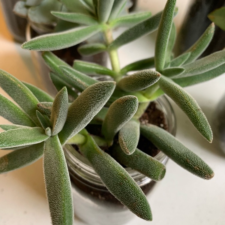 Plant image Crassula mesembryanthemoides 'Tenelli'