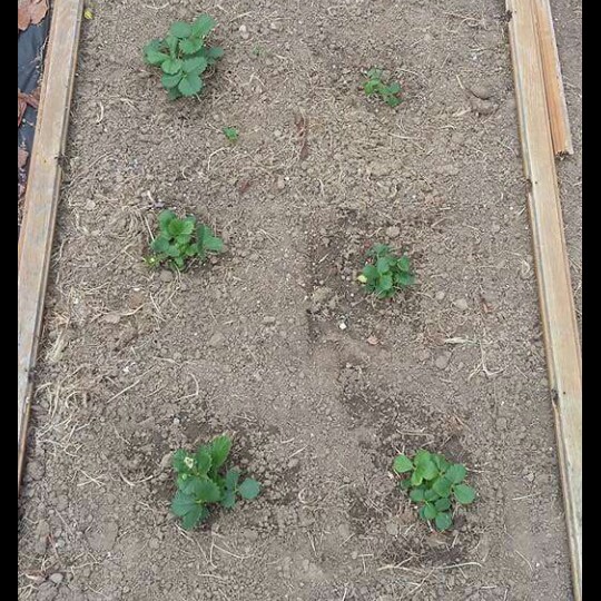 Plant image Fragaria x ananassa 'Loran'