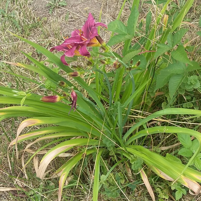 Daylily