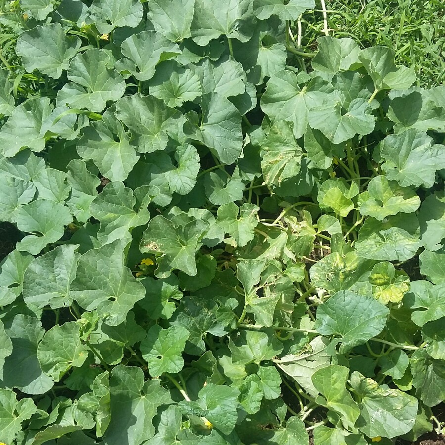 Cantaloupe Melon 'Hale's Best Jumbo'
