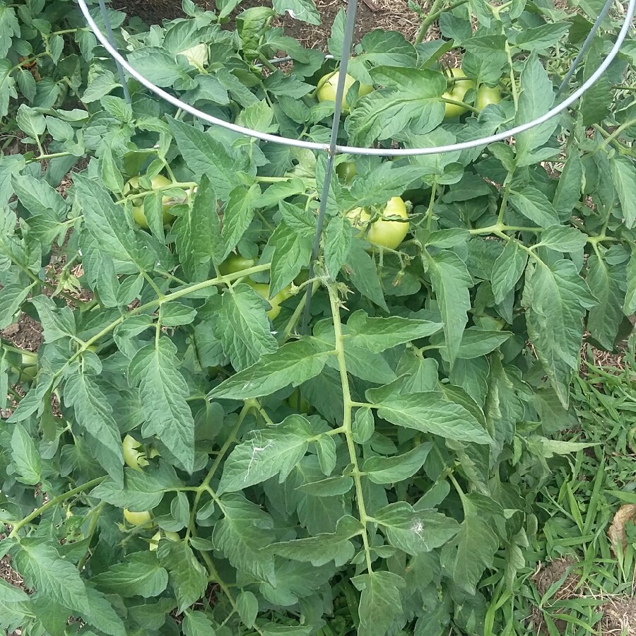 Tomato 'Early Girl'