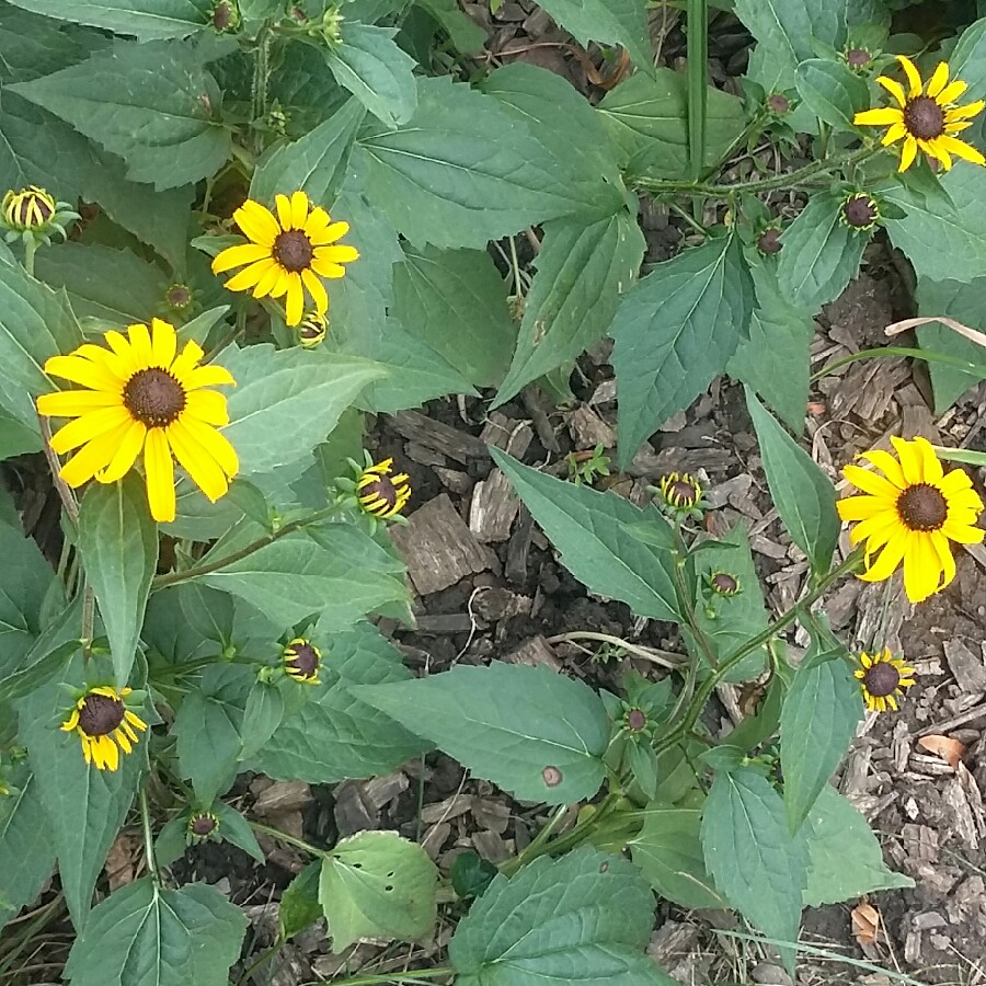 Coneflower (Rudbeckia)