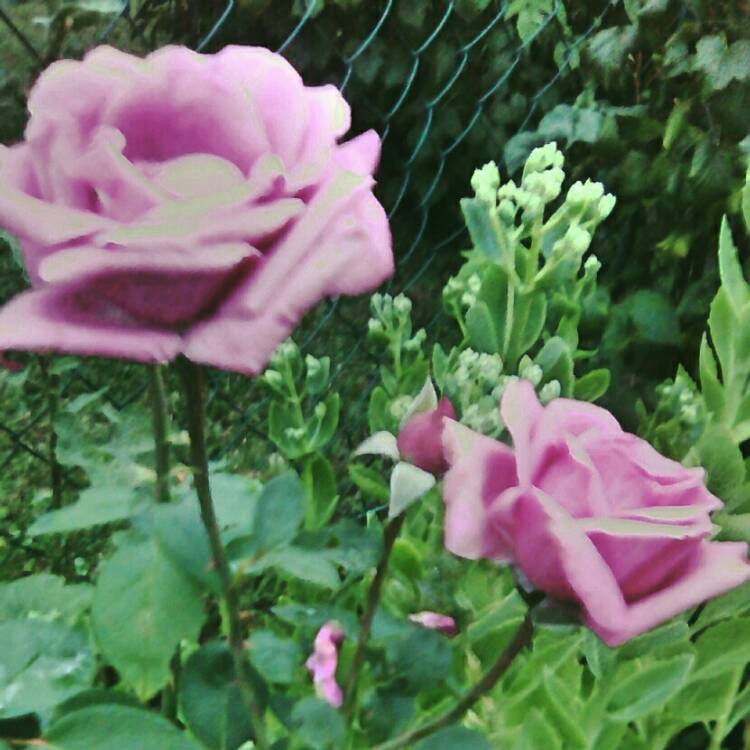 plant image 198199