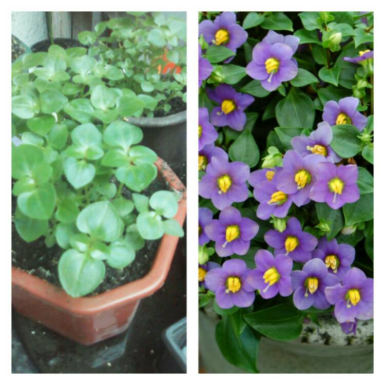 plant image 199899