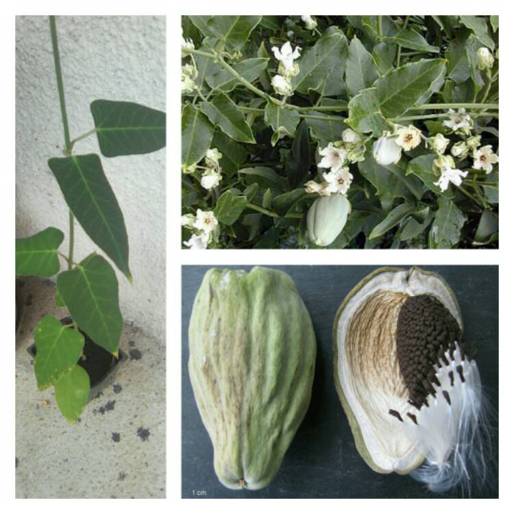 Plant image Araujia Sericifera