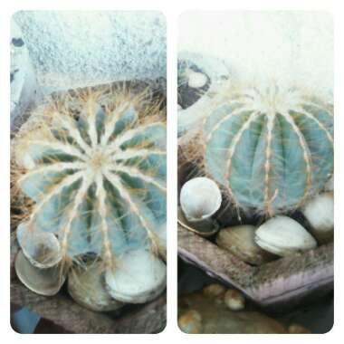 Parodia magnifica syn. Notocactus magnificus