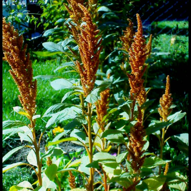 Plant image Amaranthus Cruentus