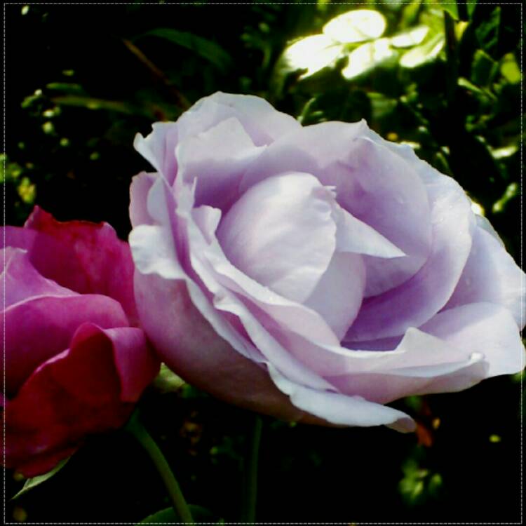 Plant image Rosa 'Tannacht' syn. Rosa 'Blue Moon', Rosa 'Blue Munday', Rosa 'Sissi', Rosa 'Navo-Rose', Rosa 'Mainzer Rad', Rosa 'Mainzer Fastnacht'