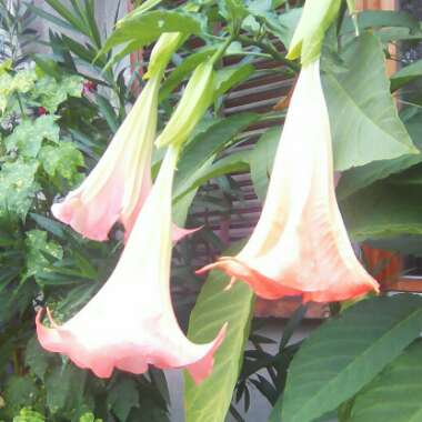 Brugmansia