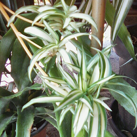 Chlorophytum comosum 'Bonnie', Spider Plant 'Bonnie' - uploaded by ...