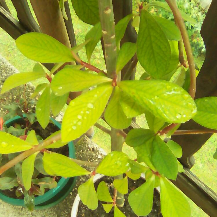Plant image Euphorbia umbellata syn. Synadenium grantii