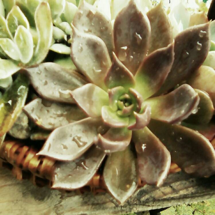 plant image 228272