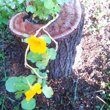 Tropaeolum majus